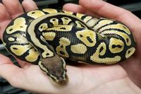 picture of Pastel Mystic Ball Python Sml                                                                        Python regius